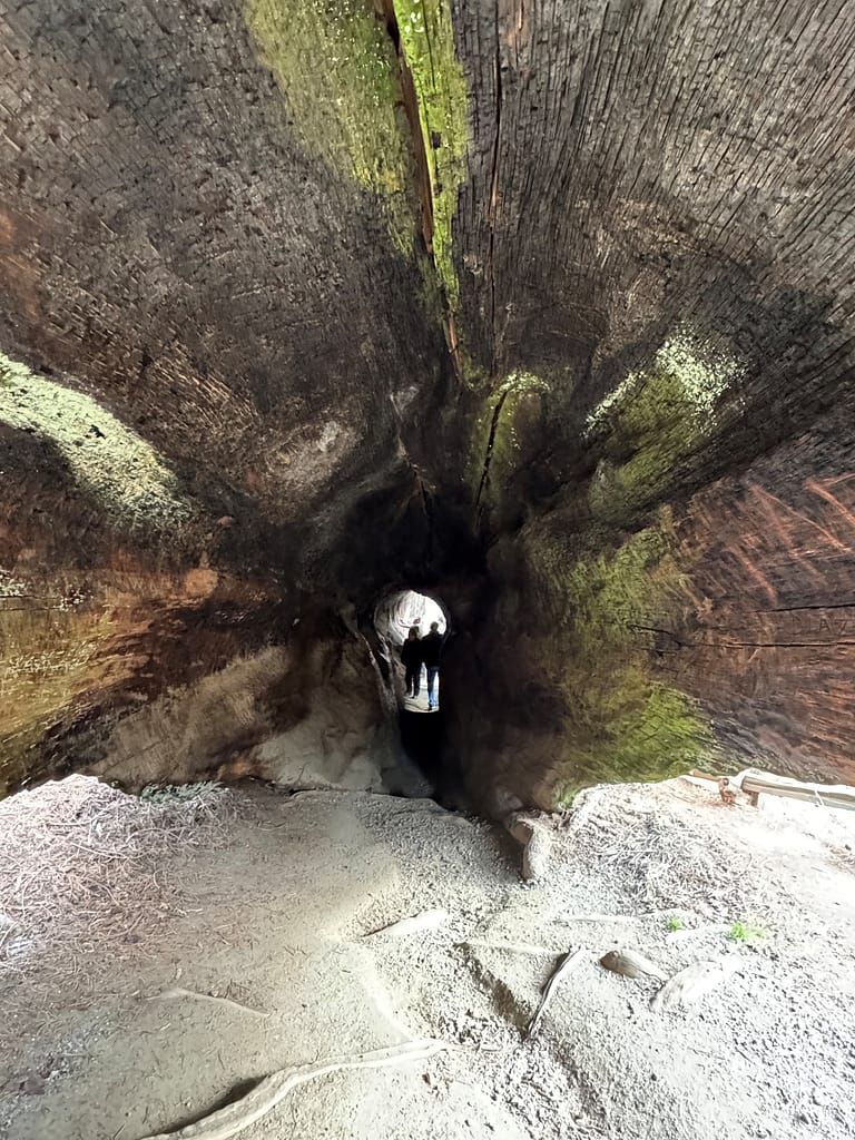 Tunnel tree very long
