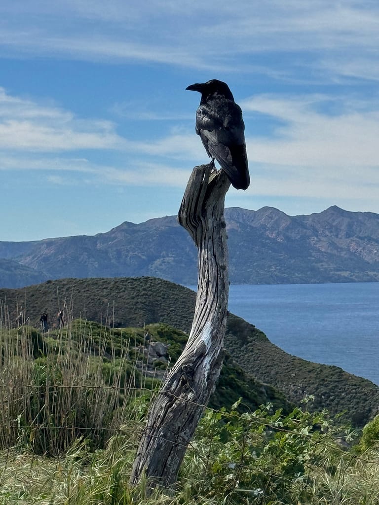 At the cliff, bird on Santa Cruz Island