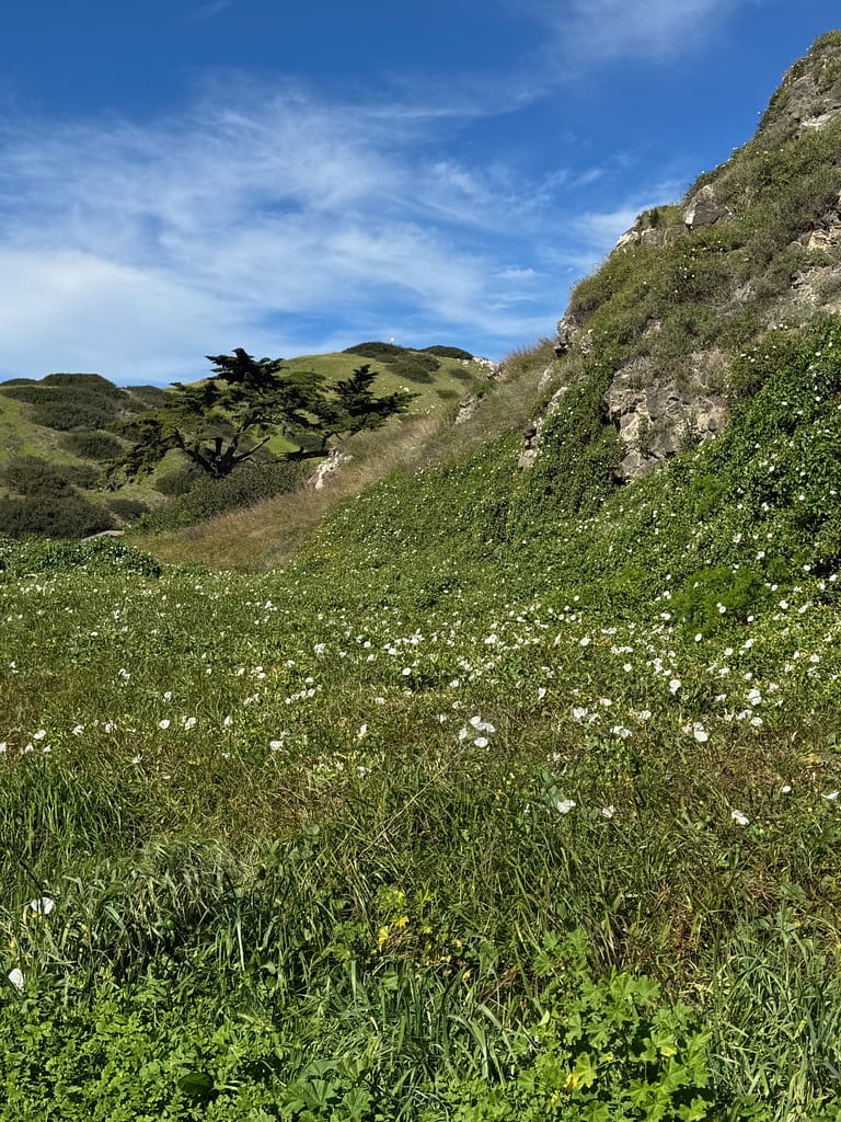 Flowers Trees, hills, mountains, Santa Cruz Island Channel Islands National Park