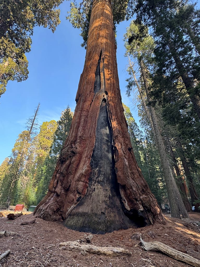 Burnt Tree, Sequoia National Park