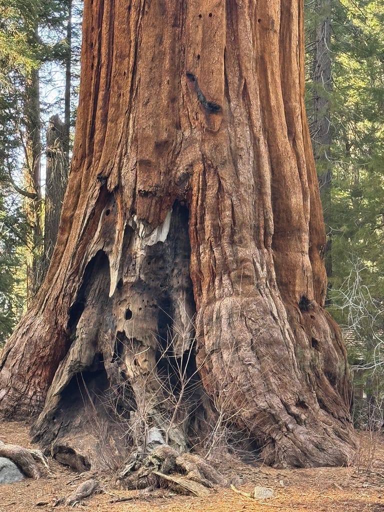 Damaged tree, Sequoia National Park