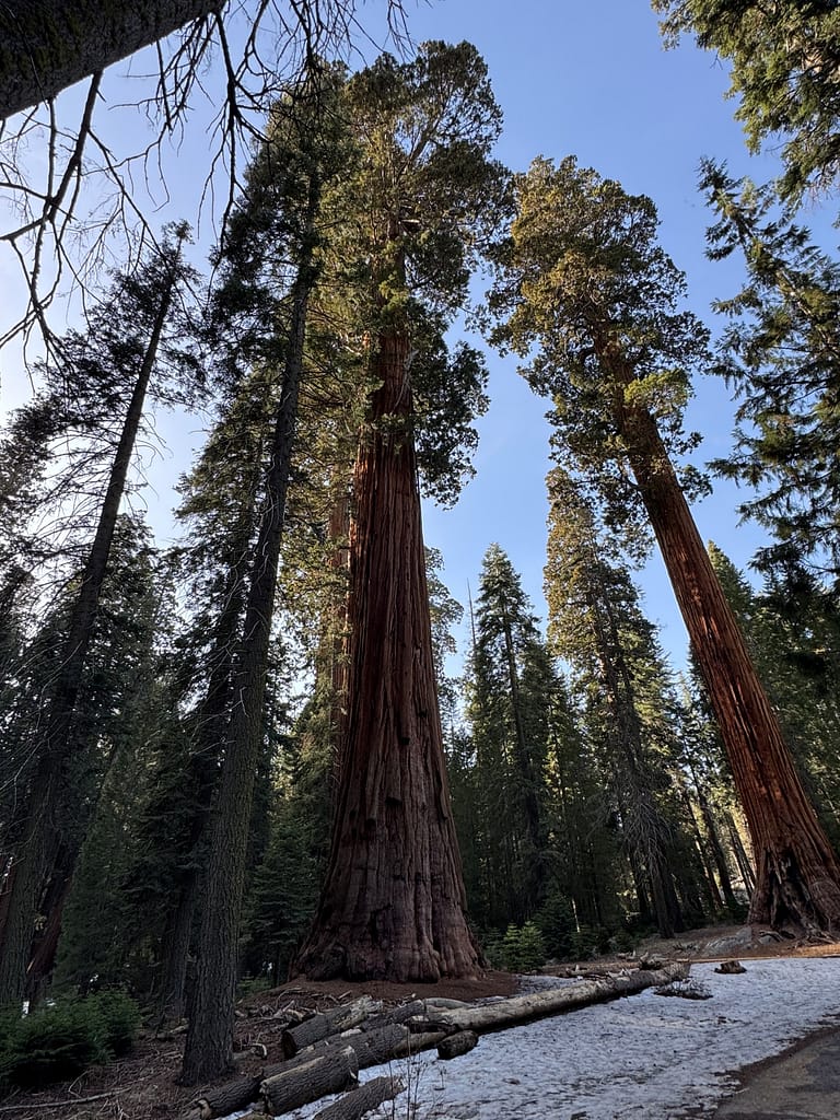 Sequoia National Park Look up at trees