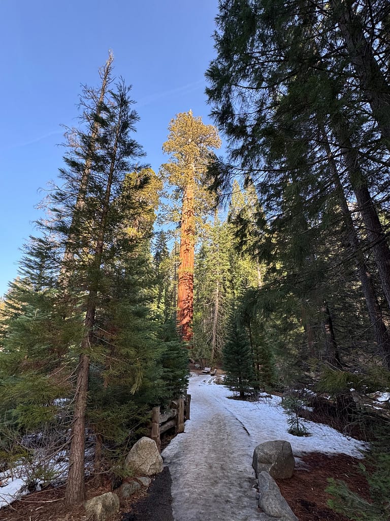 Trees, snow, Sequoia National Park