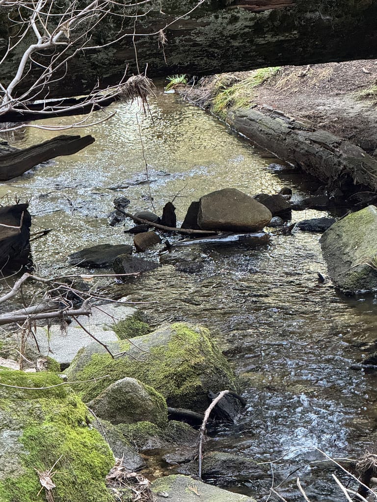 Stream, with tree over, Sequoia National Park