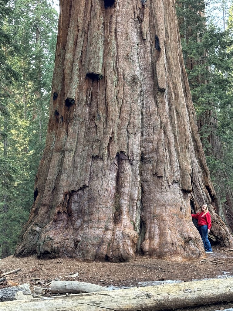 Tree, Big Tree Trail, Sequoia National Park