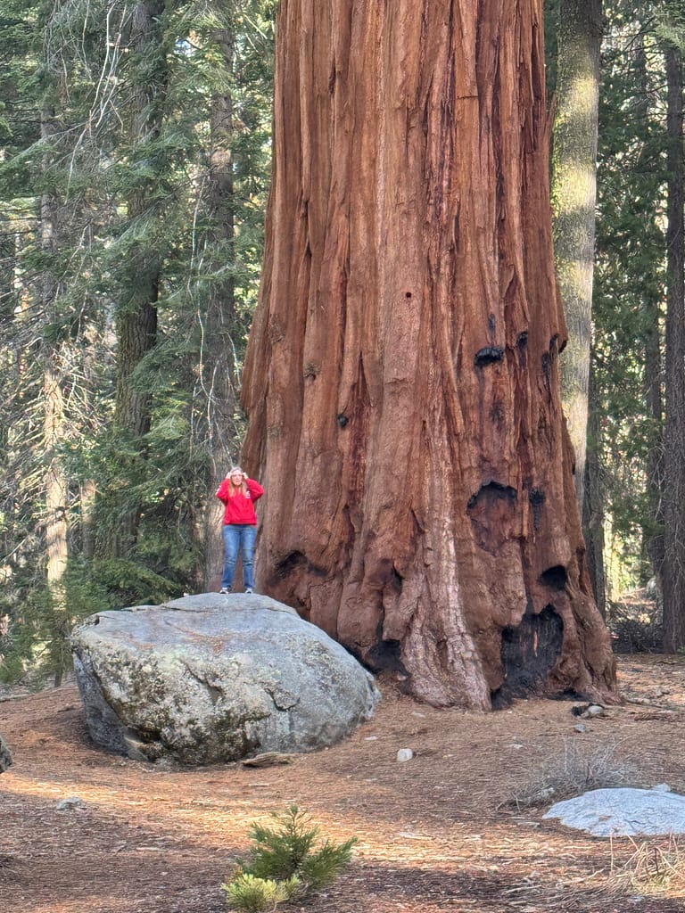 Climbing rock beside tree Sequoia National Park