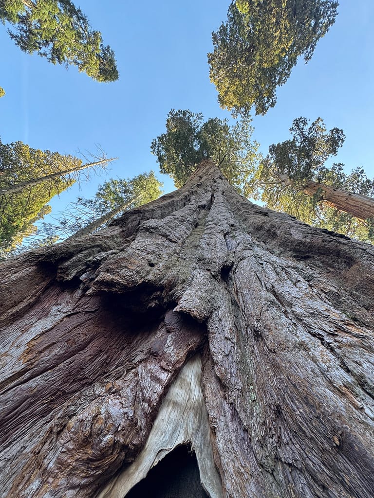 Looking up at tree, Sequoia National Park