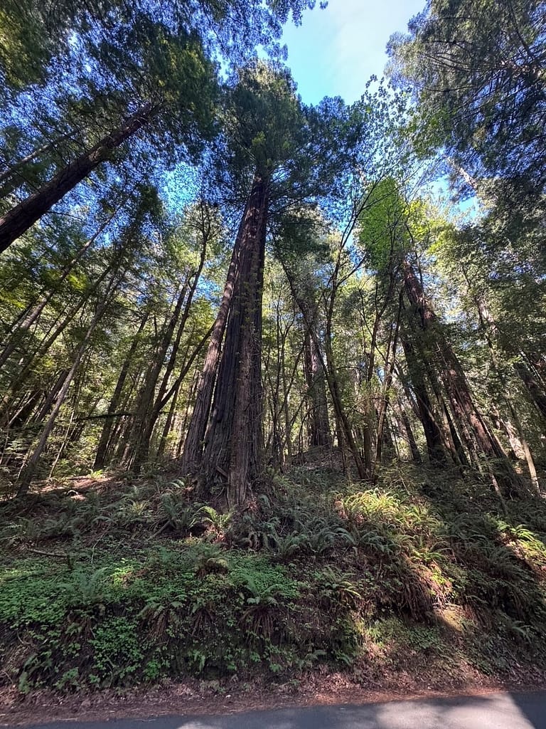 Tree stand beside road, avenue of Giants