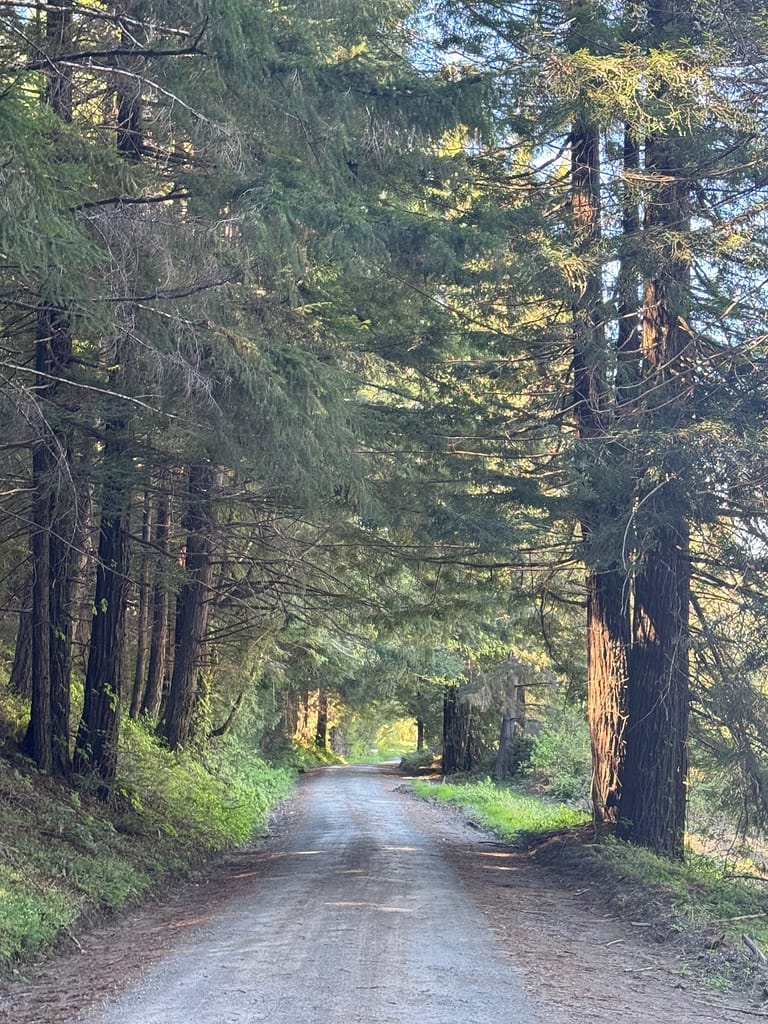 Dirt Road in Avenue of Giants, Standing on Fallen Tree, Trees in background