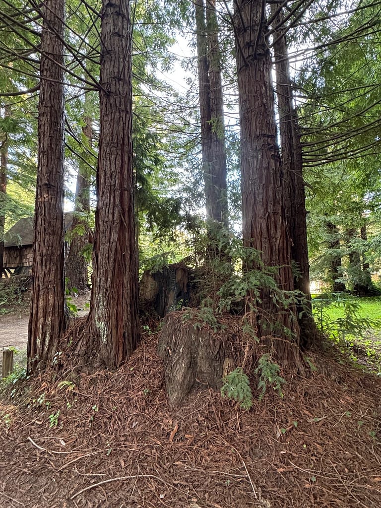 Redwood tree Camping area Stafford RV Park