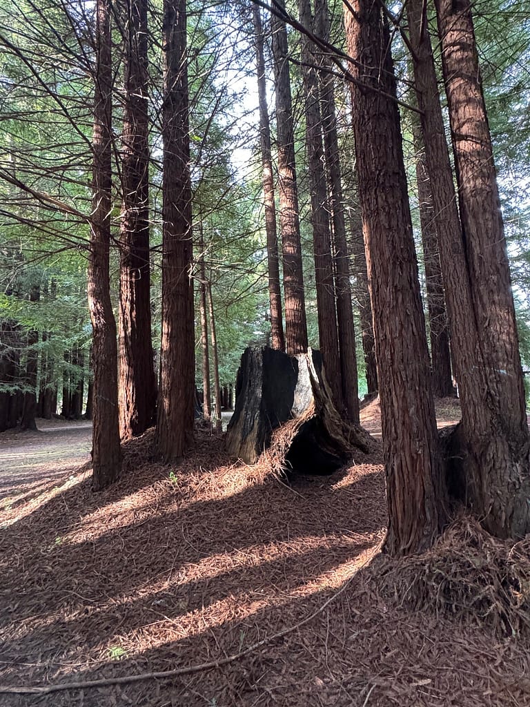 Redwood trees