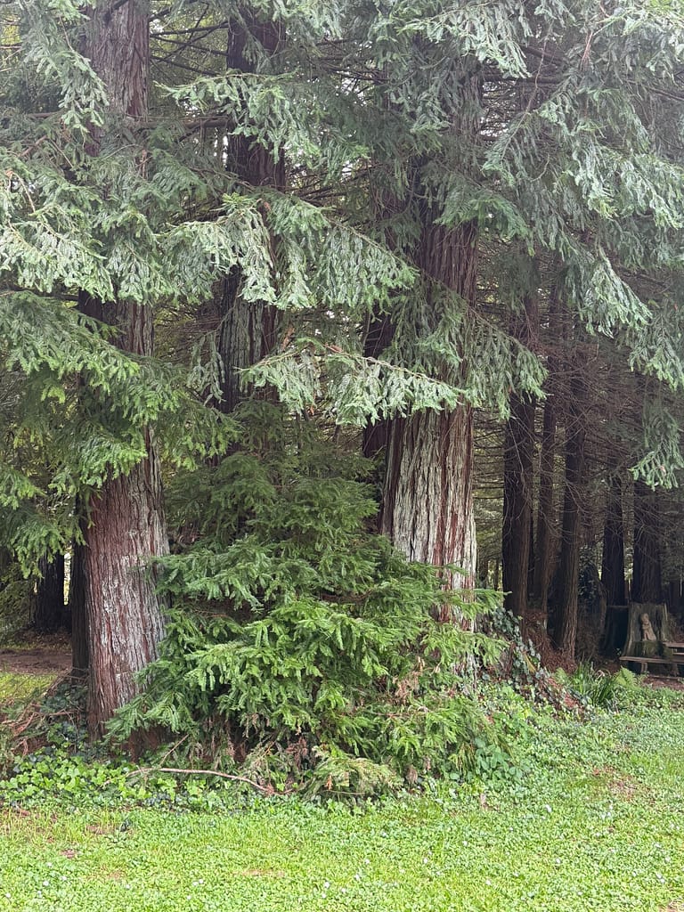 Trees at Stafford RV Park