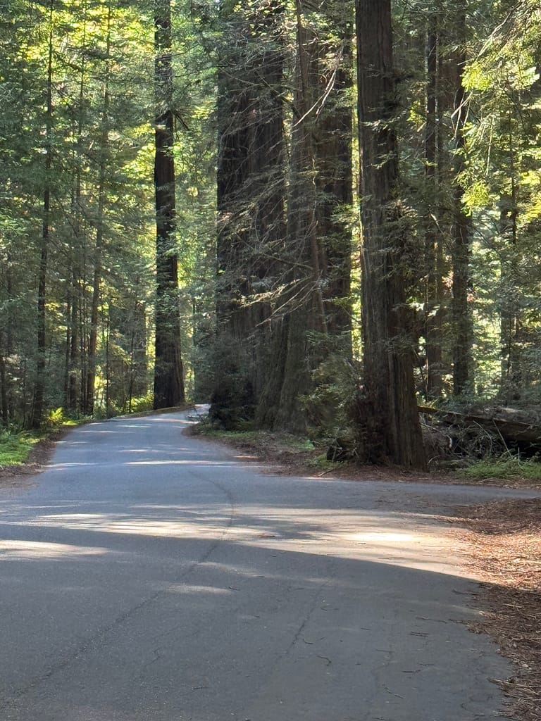 Path through the giant trees