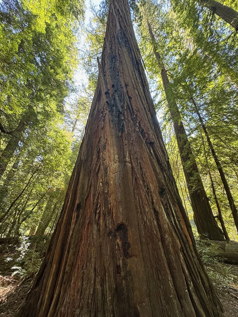 Homboldt State Park, California