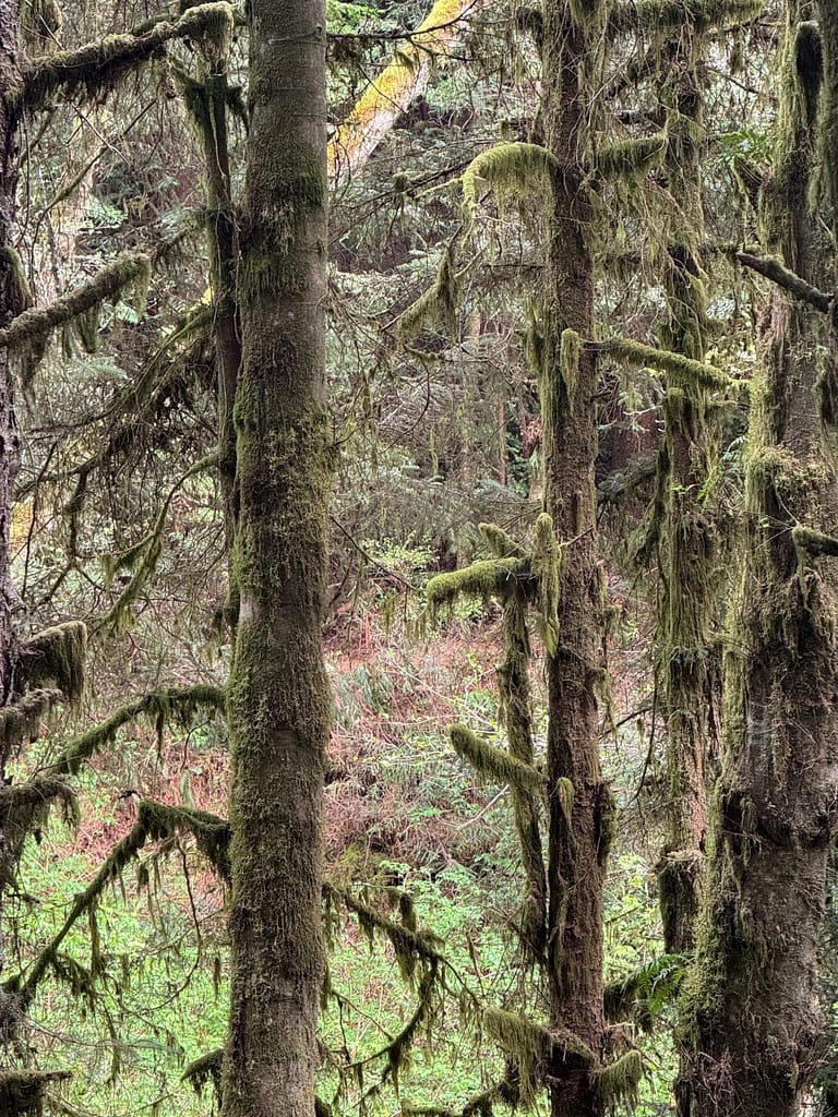 Moss on trees, Trees of Mystery California