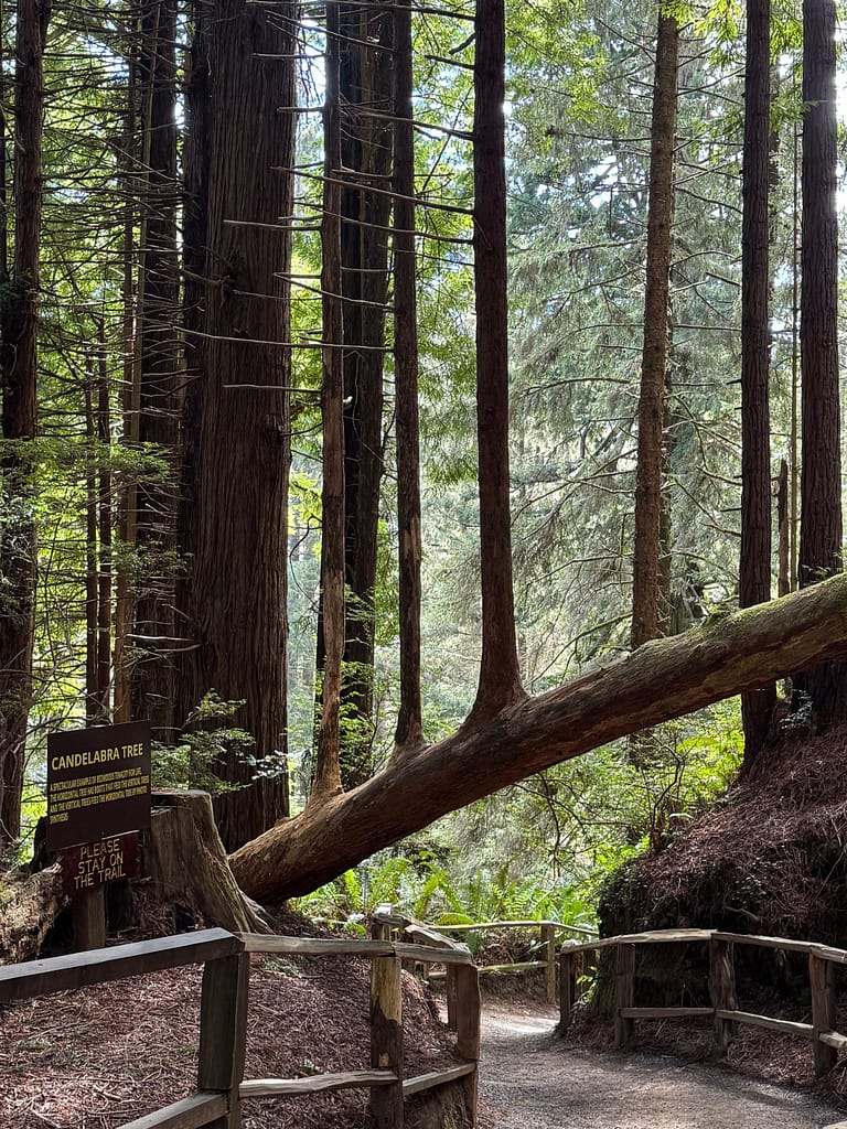 Trees of Mystery Redwood trees growing out of dead tree
