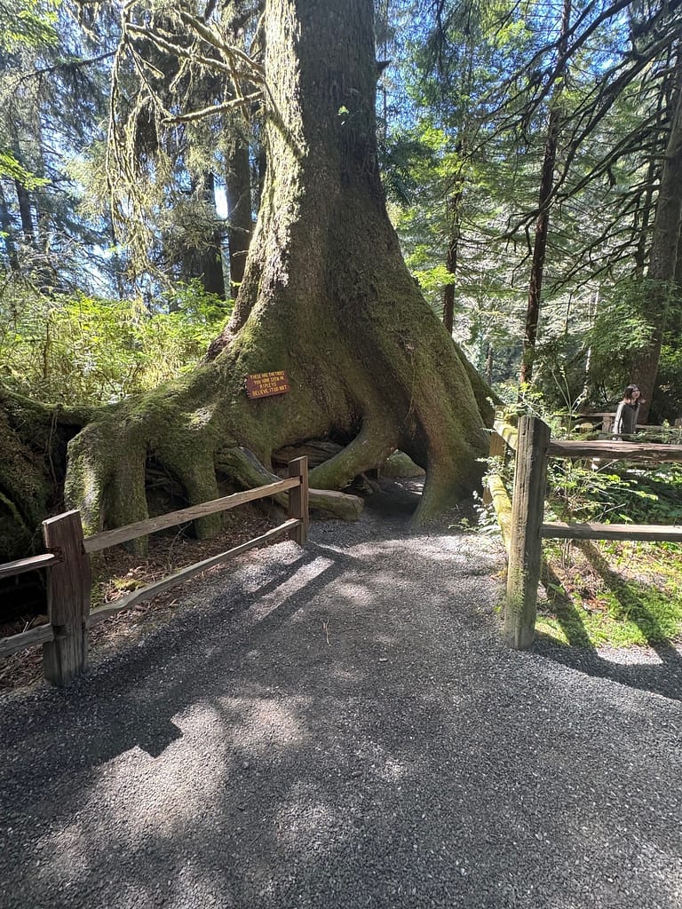 Elephant Tree roots Trees of Mystery California”