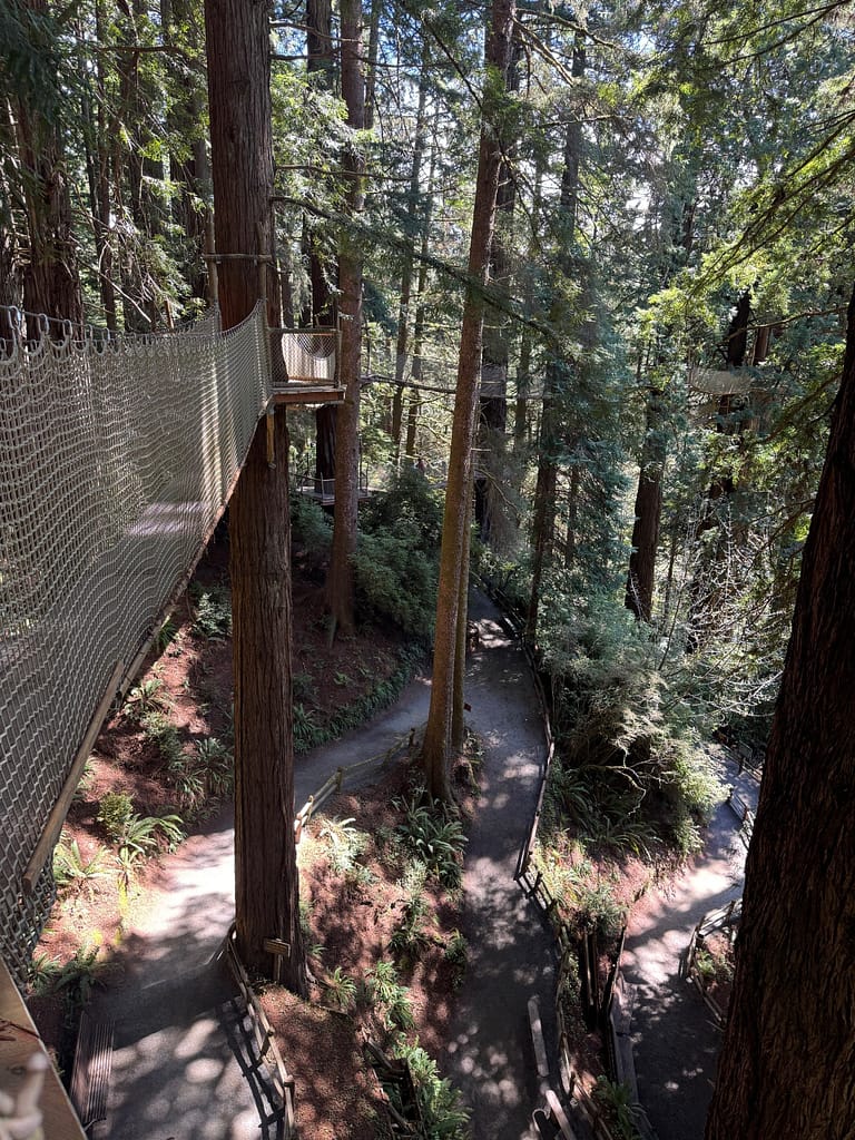 Looking down from skywalk, Trees of Mystery California