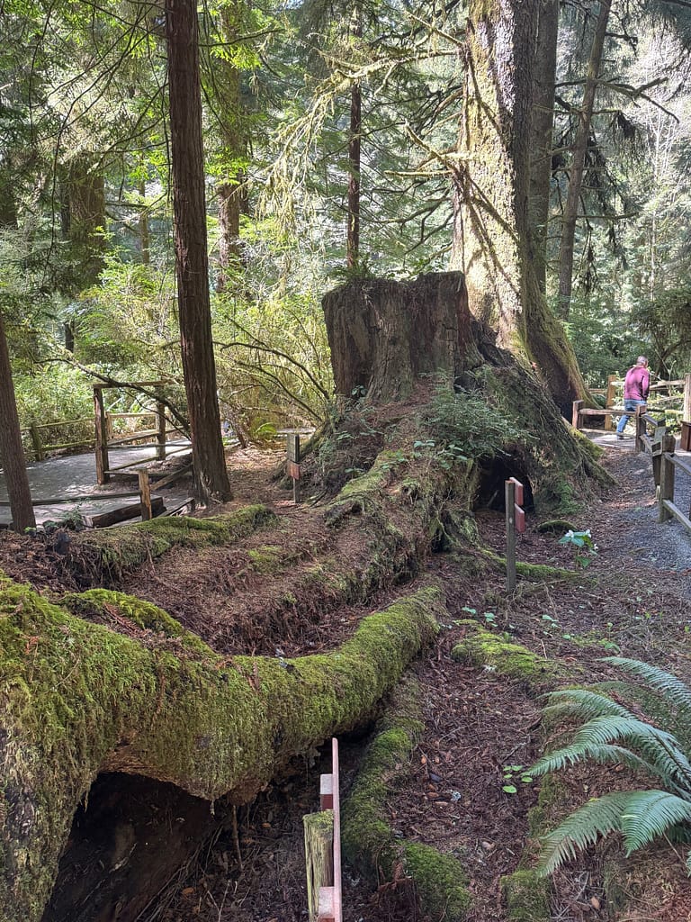 “massive redwood roots Trees of Mystery California”
