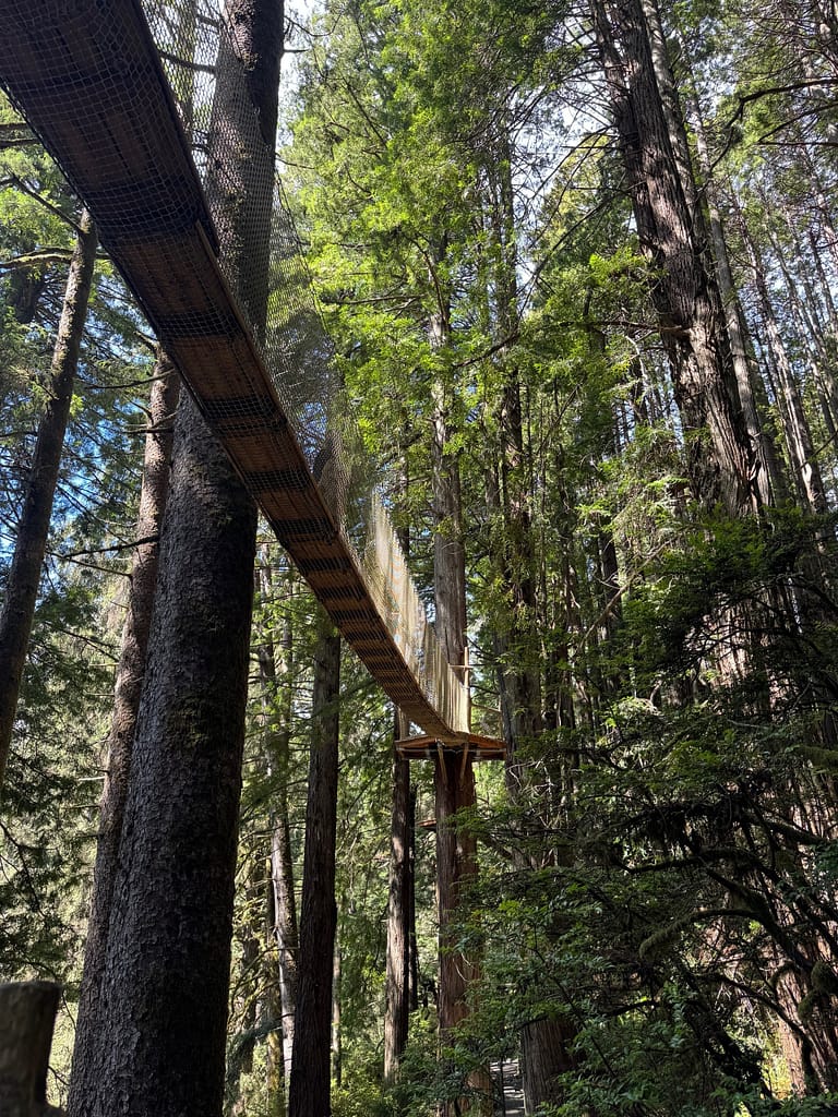 View from above, skywalk, Trees of Mystery California