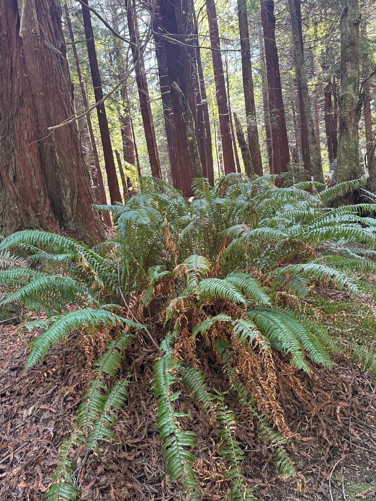 Fern growing among the Redwood Trees.
