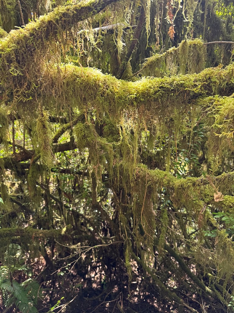 Young redwood trees covered in green moss