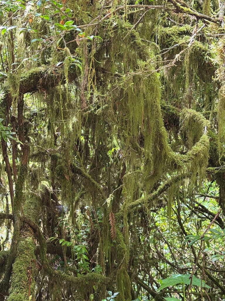 Young redwood trees covered in green moss