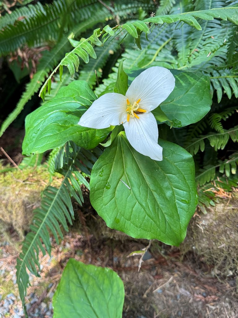 The Trillium Flower