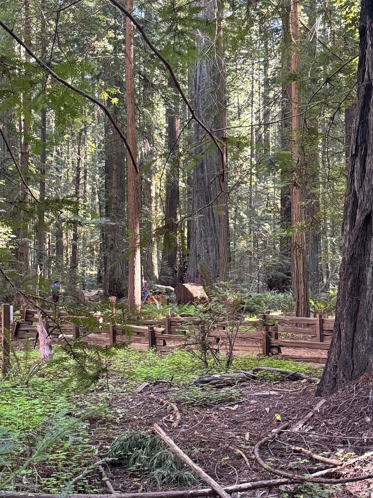 Ave of Giants scenic walk