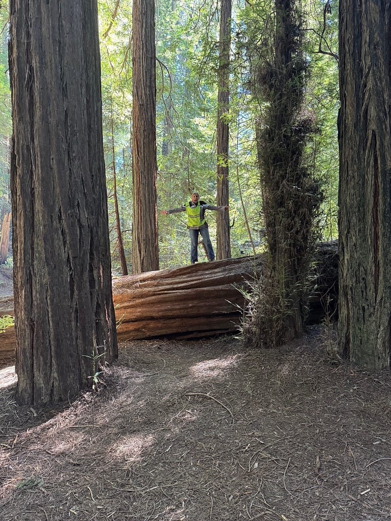 Tall redwoods along Avenue of the Giants” Standing on fallen Tree, avenue of Giants