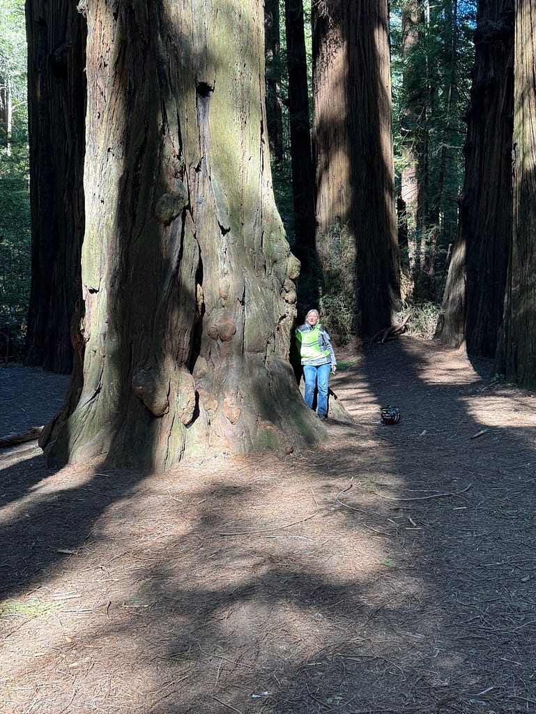 Standing beside Tree, Avenue of Giants