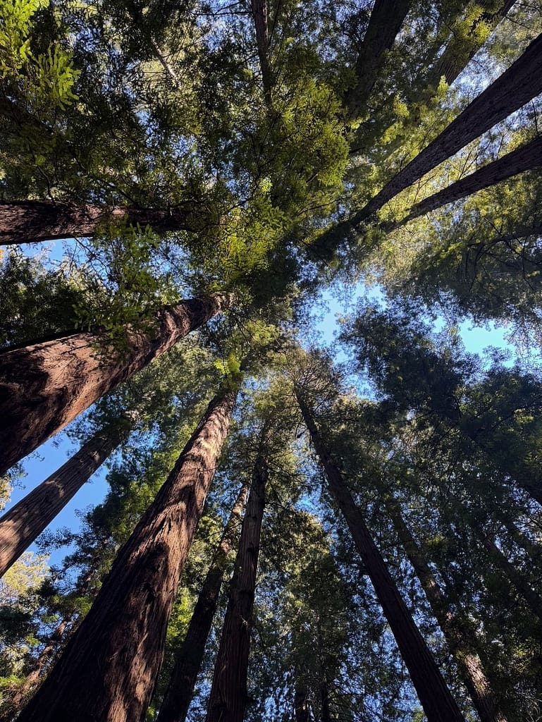 Avenue of the Giants redwood forest Looking up at tops of trees Avenue of giants