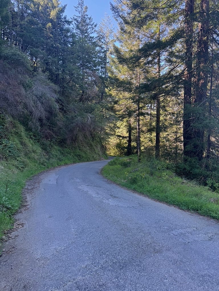 Dirt road, trees on each side, curve