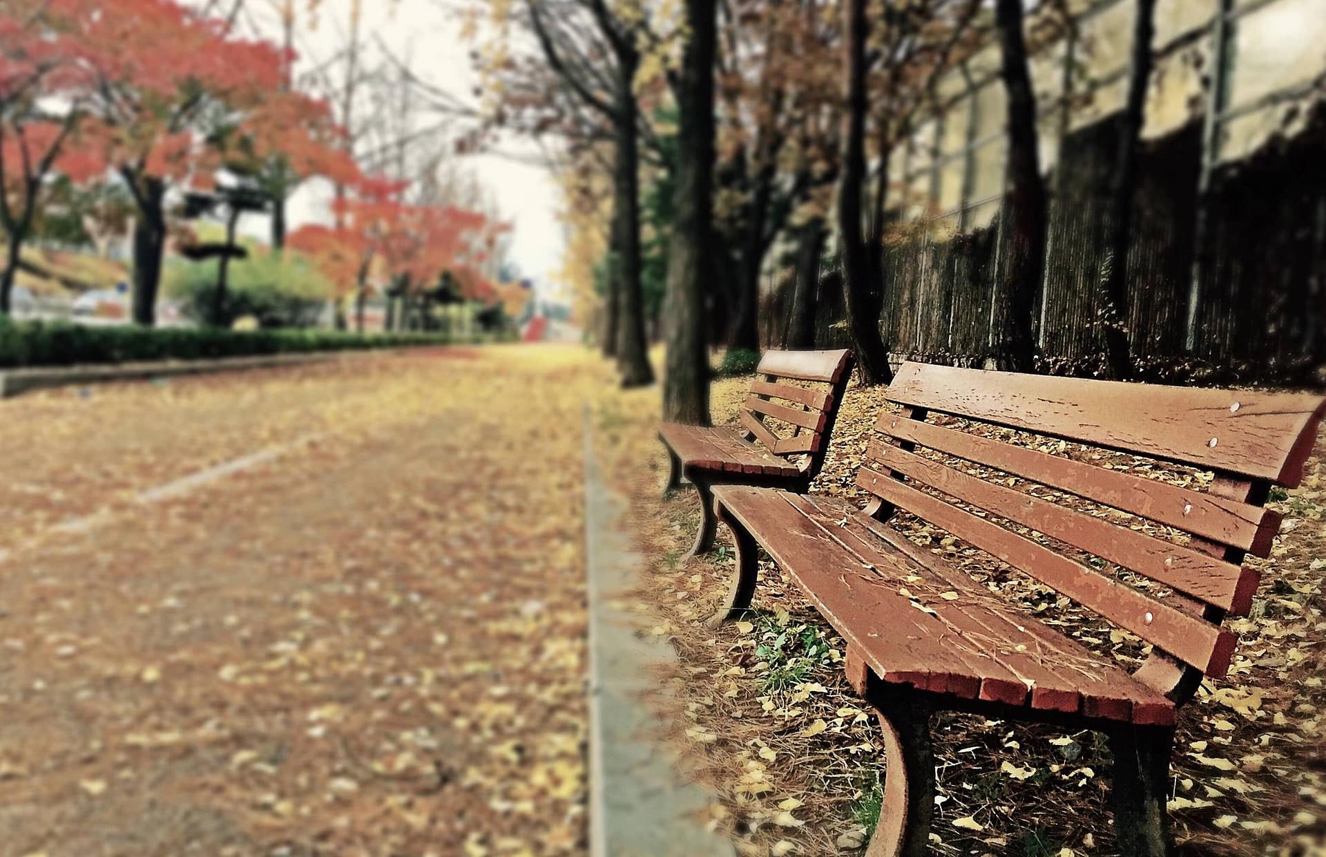 Park benches, trees, fall leaves, sidewalk